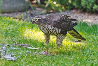 Alas poor Percy the Pigeon! Gone but not forgotten. Lunchtime for this Sparrowhawk in my garden. Paul Lathbury